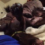I-dont-think-were-getting-up-today.-lazyday-labrador-retriever-vacation-instadog-itsalabthing