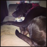 I-love-that-he-always-has-to-use-a-pillow-to-sleep-ilovemydog