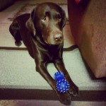 I-stole-the-young-pups-toy-do-I-took-guilty-labsofintagram-chocolab-laboftheday-purebredlabrador-pet