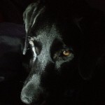 Insomnia....-ilovemydog-laboftheday-blacklab-blacklabs-labbylove-itsalabthing-love4labs-soggytheblac