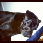 Its-a-Lab-Thing-Labrador