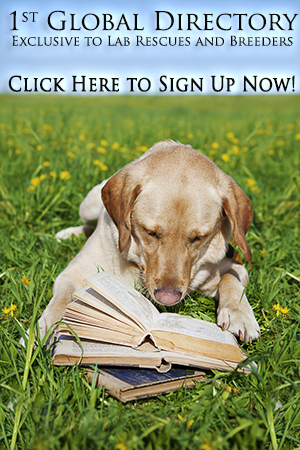 Labrador Rescue and Breeder Guide