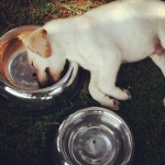 Its-a-Lab-Thing-Labrador1