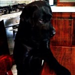 Its-a-Lab-Thing-Labrador12