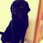 Its-a-Lab-Thing-Labrador7