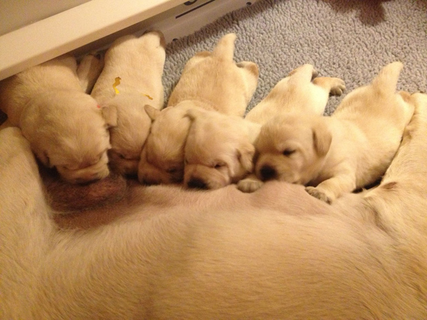 warrior canine connection puppy puppy live bless you labrador puppies born for a purpose it s a lab thing warrior canine connection puppy puppy live bless you labrador puppies born for a purpose it s a lab thing