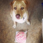 Its-my-little-boys-1st-birthday-today-Facebook.comSonnybanana-loveofmylife-labrador-yellowlab-dudley