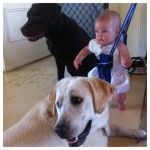 Just-hanging-with-each-other-and-the-new-human.-adia-instalab-itsalabthing-love4labs-labrador-lab