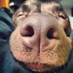 Keeping-me-company-while-Im-sick-chocolatelab-chocolatelabrador-lab-labrador-lablovers-lovablelab-la