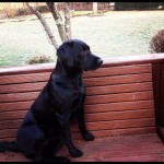 Keeping-watch-over-the-backyard-incase-that-squirrel-tries-to-cross....-Or-until-mom-decides-its-tim1