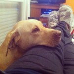 Man-best-Friend-.-lab-labs-like-labrador-labradors-yellow-yellowlab-israel-itsalabthing-play-photo-p