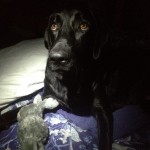 Me-and-squeaky-toy-I-got-for-Christmas.-Everyone-in-my-house-hates-it-and-tries-to-hide-it-from-me.-