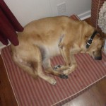 Mojo-curled-up-like-a-little-baby