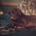 Mommys-big-baby.-chocolab-chocolatelab-chocolatelabradors-labsofinstagram-labrador-lablover-lablover