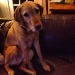 My-buddy-Pax-pax-labs-dudley-redfoxlab-ilovemylab-labsofinstagram-itsalabthing-dog-pet-pets-instadog