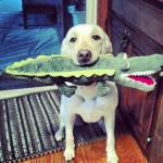 My-favorite-toy-Thanks-@emmaminiaussie-for-being-my-700th-follower