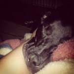 My-lazy-puppy.-That-is-my-arm.-lazypup-laboftheday-itsalabthing-labsofinstagram-puppylove-mutt-kouki