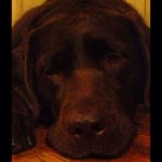 My-sweet-Lu-is-a-bit-blue-today...-Too-much-playing-ball-on-the-tennis-courts-and-her-paw-is-very-so