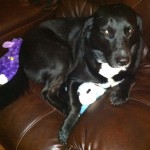 Never-without-his-Lamb-Chops-love-labrightnow-labwithtoys-mommasboy-ilovelabs-ilovemydog-ilovemylab-