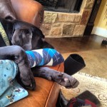 New-Years-nap-time.-itsalabthing-labrador-retriever-instadog-nap