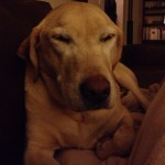 Nothing-better-than-when-he-smiles-happydog-smile-labs-lab-instalab-ilovemylab-itsalabthing-diver
