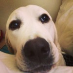 Ok-Im-just-going-to-put-my-head-here-until-you-wake-up-and-notice-me-deafdog-whitedog-wakeup-willowa