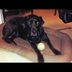 Ok-Im-up-but-Im-not-checking-any-2012-messages.-whiskers-instagramdogs-welovelabs-Labrador-LabradorR
