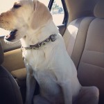 Oliver-talkin-bout-another-great-day-at-Pack-Walk-today-labs-labstagram-labradorable-labradorable-la