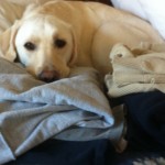 Oliver-us-helping-with-laundry.-And-we-wonder-why-everything-is-colored-in-yellow-lab-hair.-labs-lab1