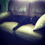 One-with-the-couch-blacklab-labrador-lab-labradorretriever-lablove-lablovers-laboftheday-labstagram-