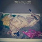 Ongelovelijk-dit..-huisvolslapenderoosjes-sleepingbeauty-itsalabthing-lab