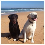 Our-afternoon-walk-on-the-beach-and-swim.-labs-labrador-pups-itsalabthing-love4labs