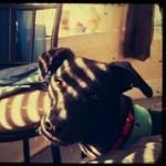 Perfect...-love-blacklab-whippet-mix-black-lab-labstagram-itsalabthing-sunlight-blinds-room-shadow