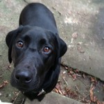 Pickles-looking-very-thankful-after-I-had-to-pull-stuffing-out-of-her-butt...-pickles-blackdahlia-da