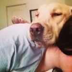 Please-Barnum-dont-let-me-get-in-your-way-snuggles-subdaymorning-barnum-lab-dog-itsalabthing