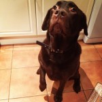 Please-can-I-have-it.-Ill-do-anything-riley-lab-labrador-laboftheday-itsalabthing-ilovemylab-dog-dog