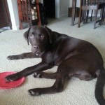 Please-step-away-from-the-frisbee