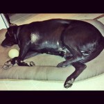 Pooped-Pooch-EldridgePlaytimeLabrador-whiskers-instagramdogs-welovelabs-Labrador-LabradorRetriever-l