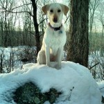 Queen-of-the-snow