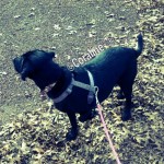 SQUIRREL-love4labs-laboftheday-retrieveroftheday-labradorsofinstagram-labstagram-labradorlovers-blac