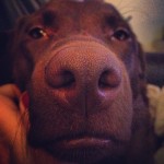 Silly-girl.-chocolatelab-chocolatelabrador-lab-labrador-lablovers-lovablelab-laboftheday-labsofinsta