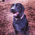 Someone-had-the-need-to-roll-around-in-the-mud-at-the-park-today...-itsalabthing-lablovers-labofthed