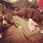 Sorry-theres-no-room-diesel-dalilah-dog-dogs-ilovemydogs-dogsofintagram-dogsofig-pit-pitbull-bluenos