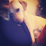 Thank-God-Daddys-home-labrador-home-daddy-happy1