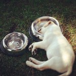 The-day-I-fell-asleep-in-my-bowl