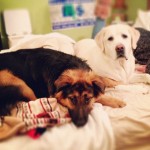 The-only-piece-of-furniture-in-the-house-theyre-allowed-on-is-my-daughters-bed.-They-take-full-advan1