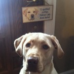 The-sign-says-it-all-yellowlab-dudleylab-lovemylab-itsalabthing