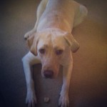 This-is-leave-it-at-its-finest.-See-this-stubborn-dog-does-listen-sometimes-@amoore1104-yellowlab-du