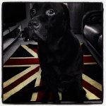 This-is-my-best-side-riley-lab-laboftheday-labrador-itsalabthing-ilovemylab-amforlabs-instadog_lover