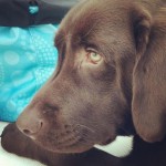 Thor-chocolatelab-bigfloppyears-cutepuppy-labradors-dogsonboats-instalab